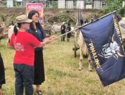 Serunya Pacuan Roda Sapi Tradisional Di Desa Pinaling Didukung Penuh Oleh Ketua DPC Partai Gerindra Minsel Esther Kalangi
