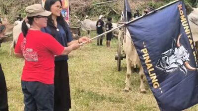 Serunya Pacuan Roda Sapi Tradisional Di Desa Pinaling Didukung Penuh Oleh Ketua DPC Partai Gerindra Minsel Esther Kalangi